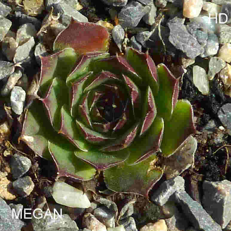 Megan / Jovi