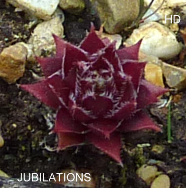 Jubilations