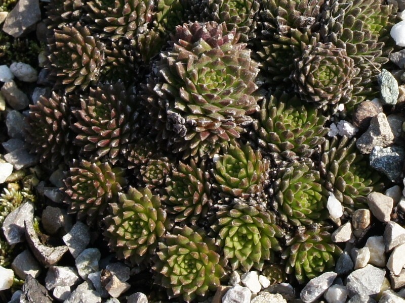 Manuro