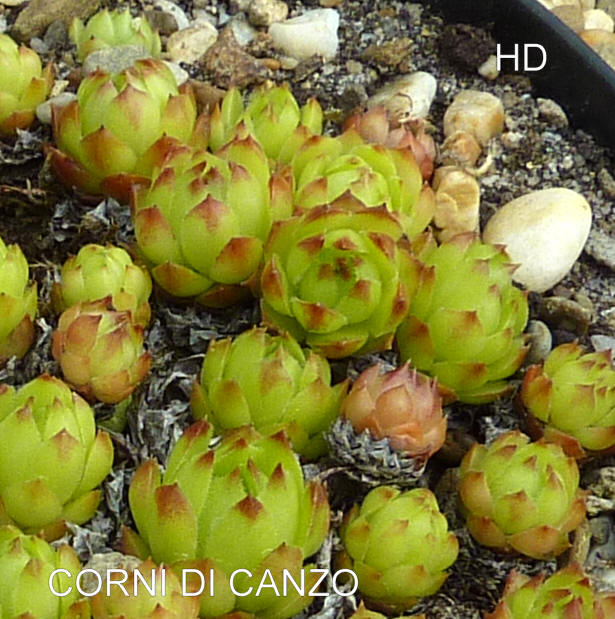 Corni di Canzo