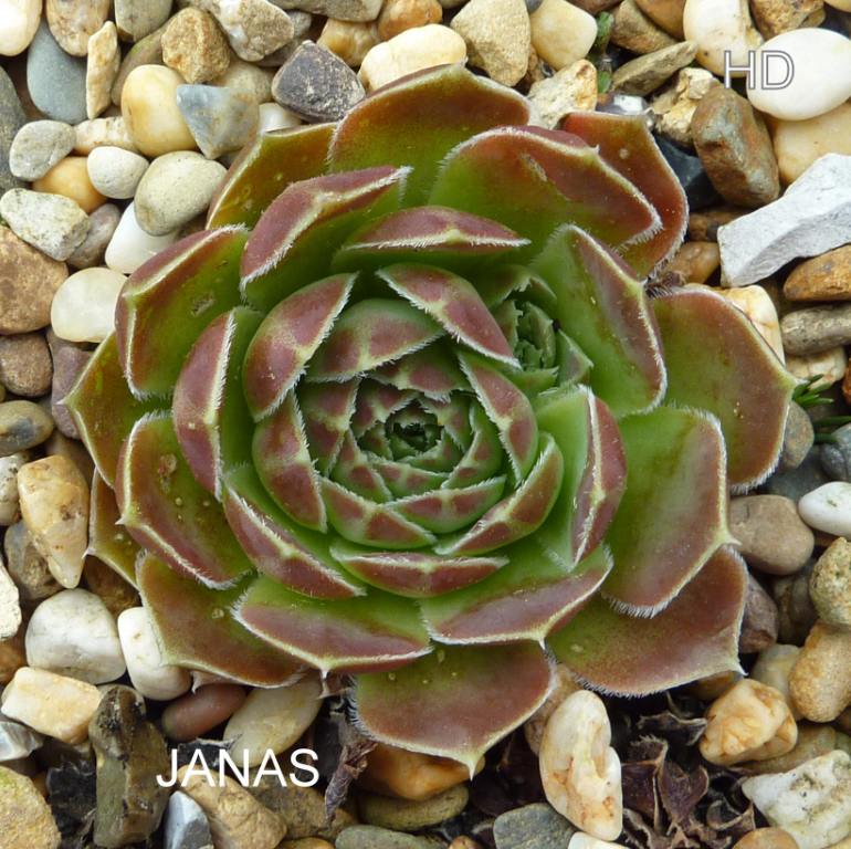 Janas / Jovi