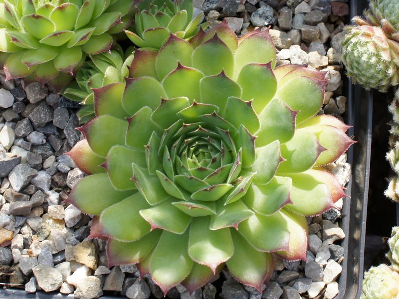 Filou