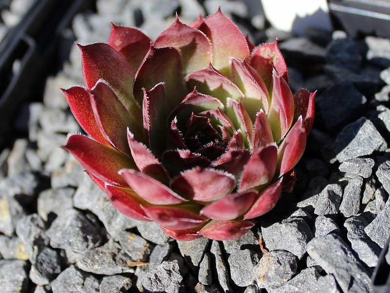 Mauna Loa