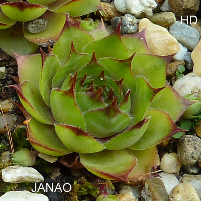 Janao