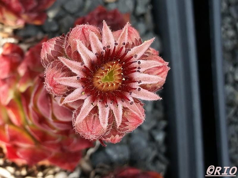 Mauna Loa
