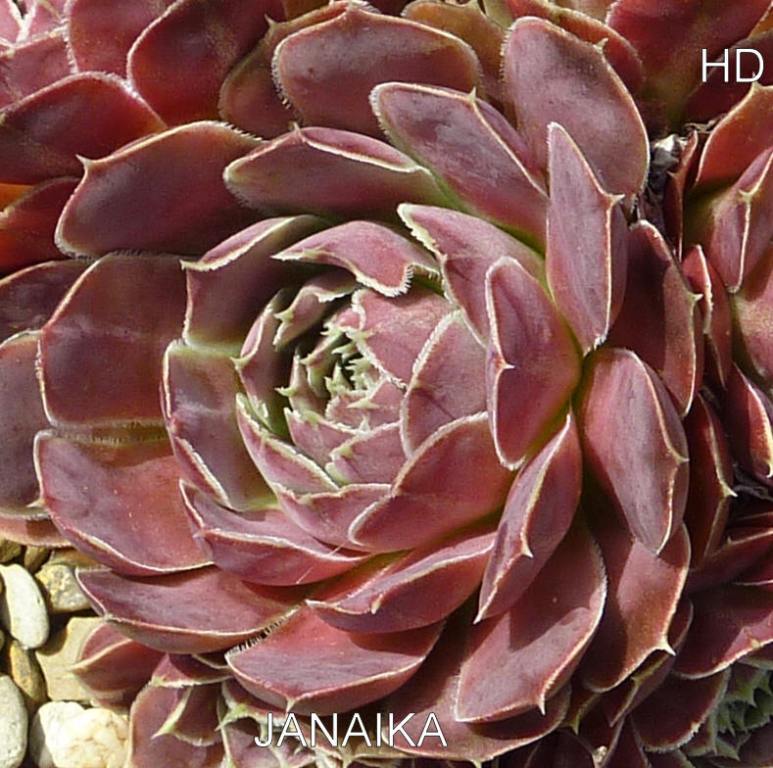 Janaika / Jovi