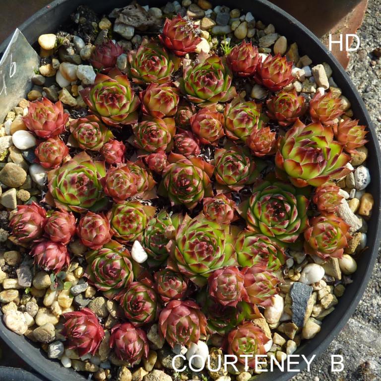 Courteney B
