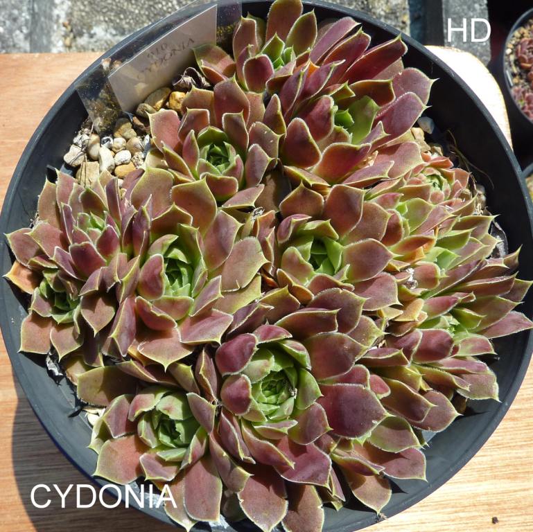 Cydonia / Jovi