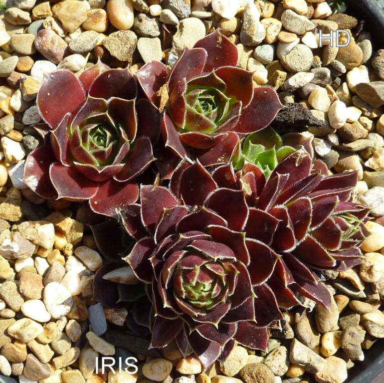 Iris / Jovi