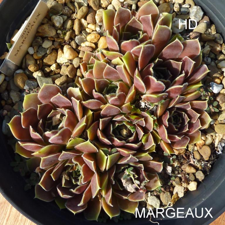 Margeaux / Jovi