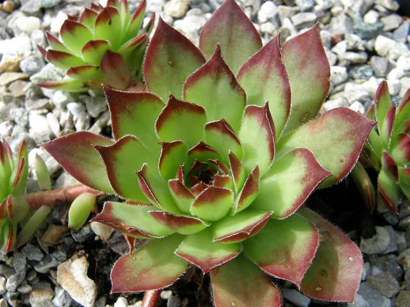 Corni di Canzo