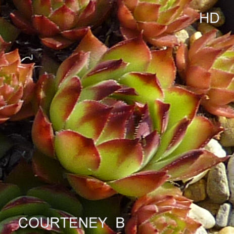 Courteney B