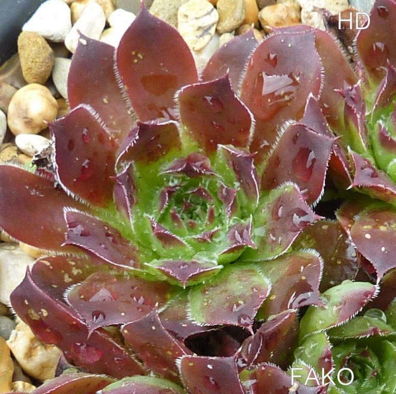 Fako / Jovi