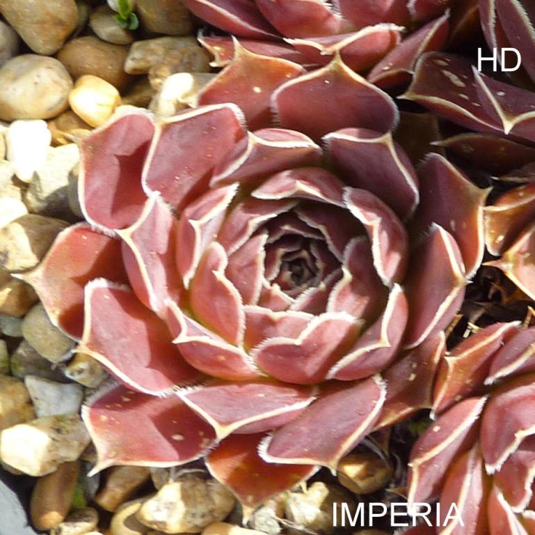 Imperia / Jovi