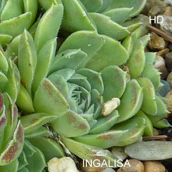 Ingalisa / Jovi