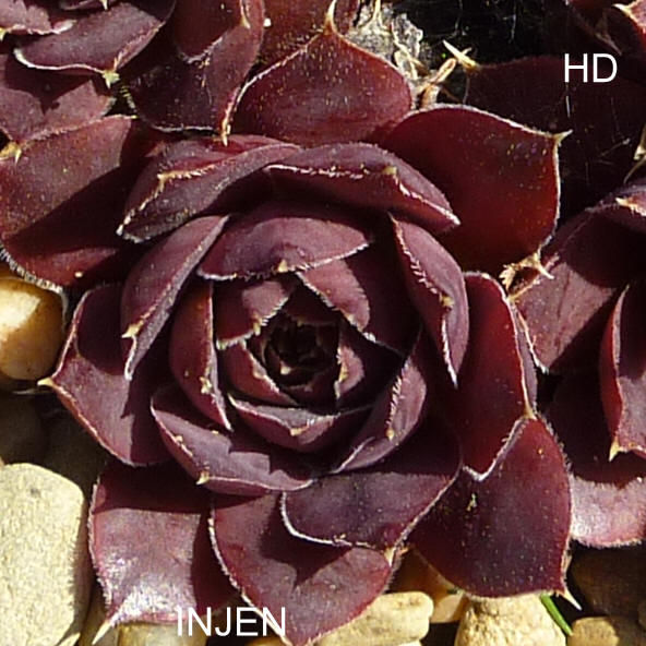 Injen / Jovi