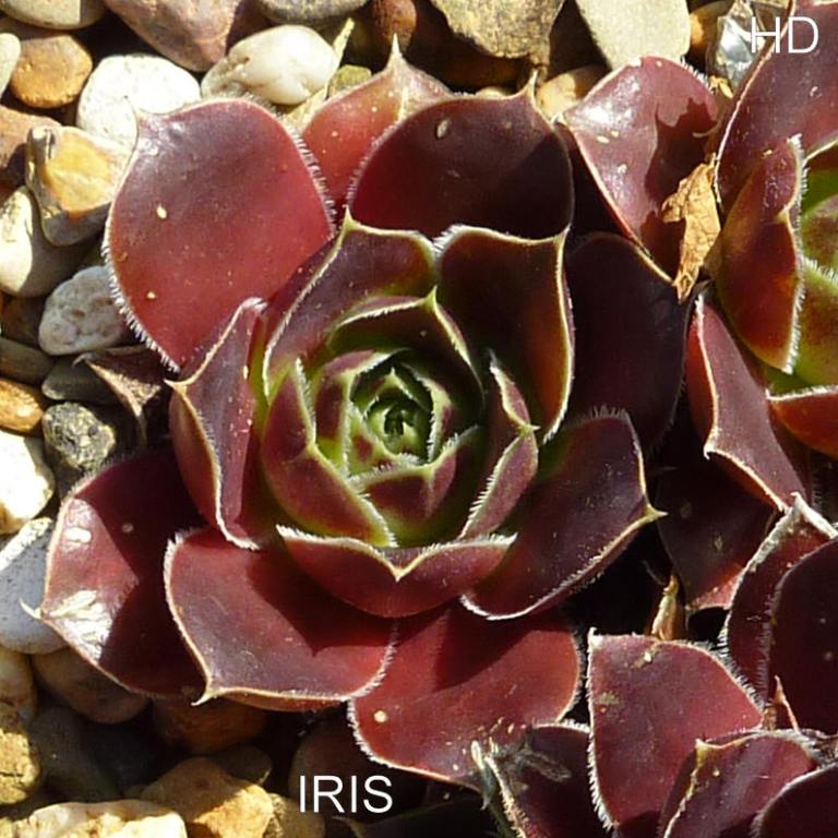 Iris / Jovi
