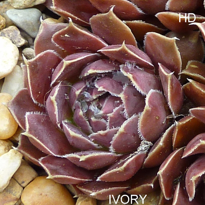 Ivory / Jovi