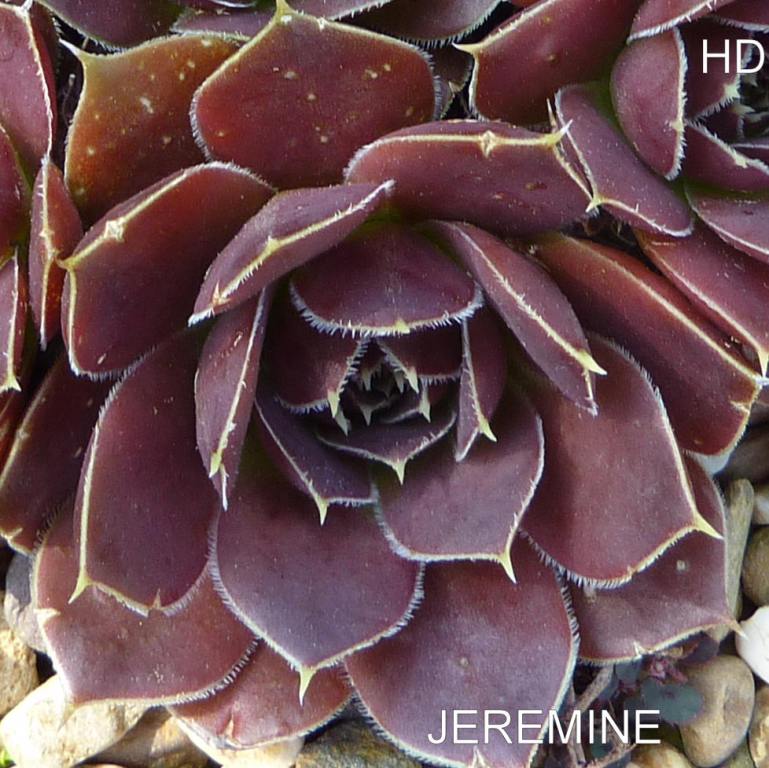 Jeremine / Jovi