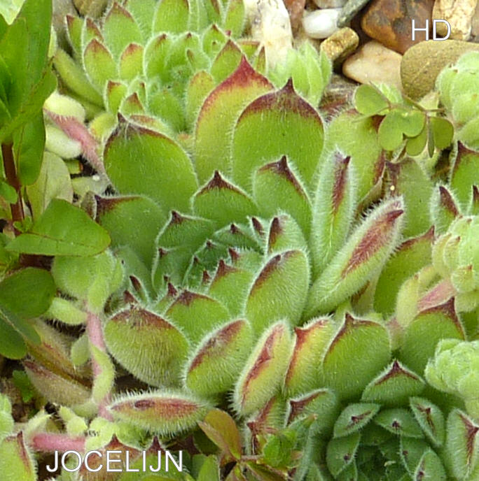 Jocelijn