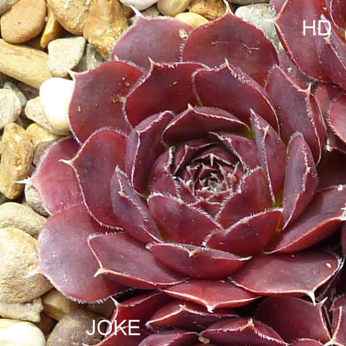 Joke / Jovi