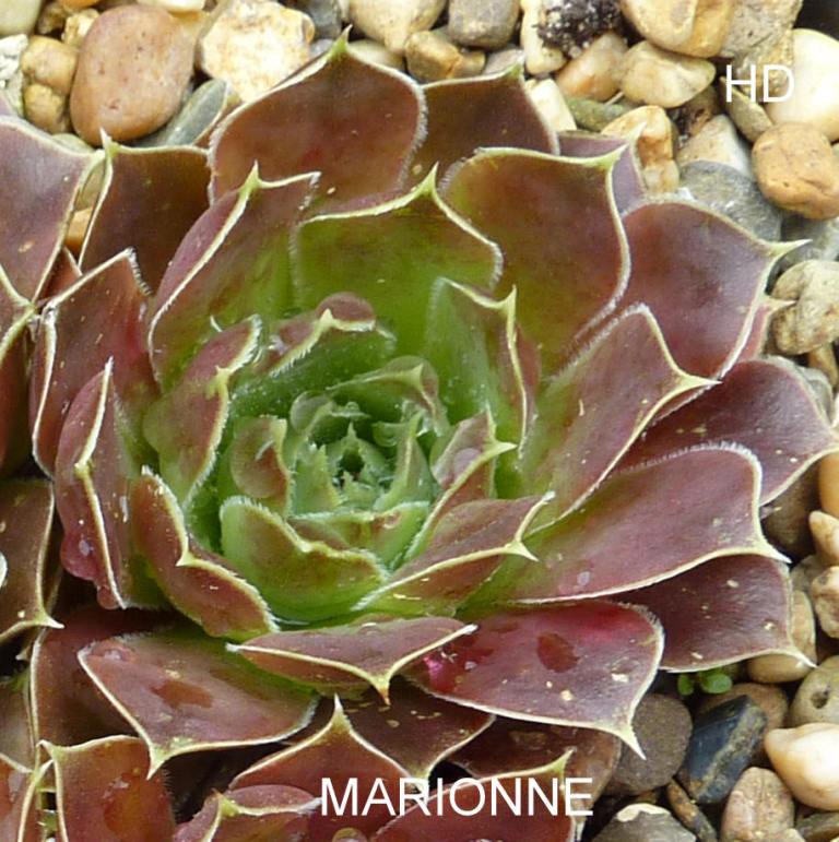 Marionne / Jovi