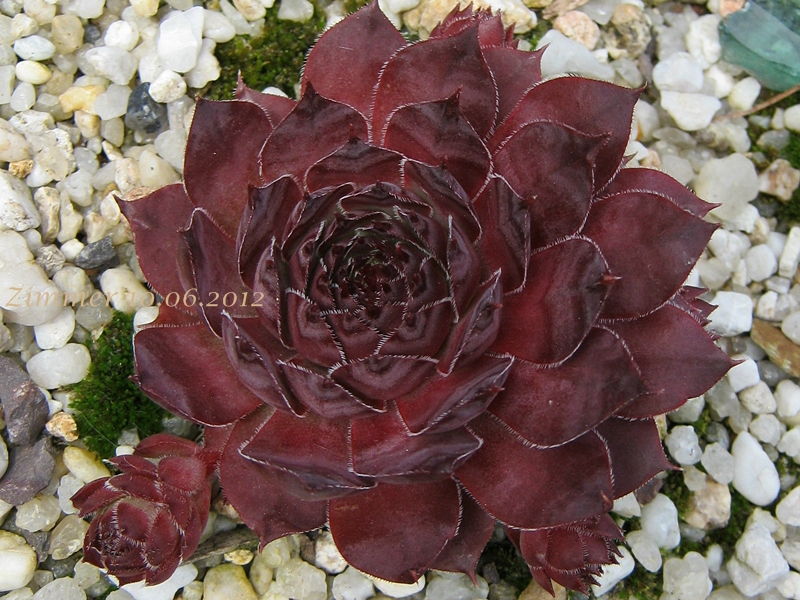 Mauna Loa