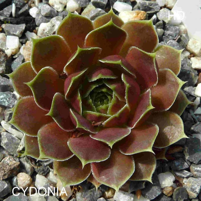 Cydonia / Jovi