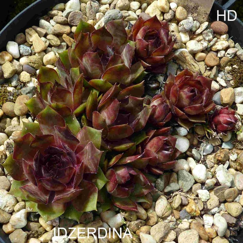 Idzerdina