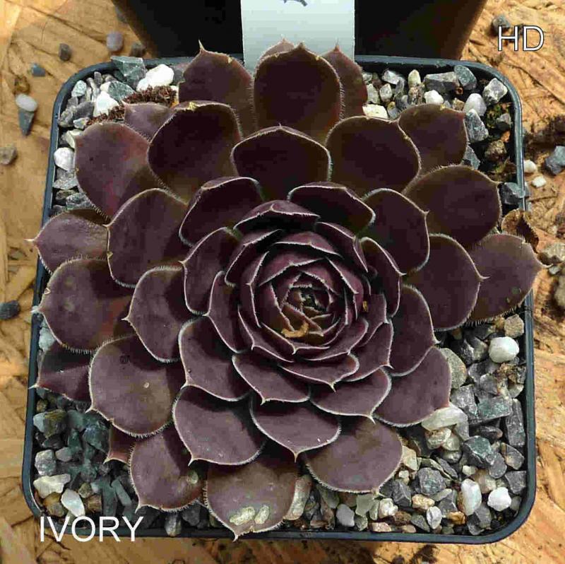 Ivory / Jovi