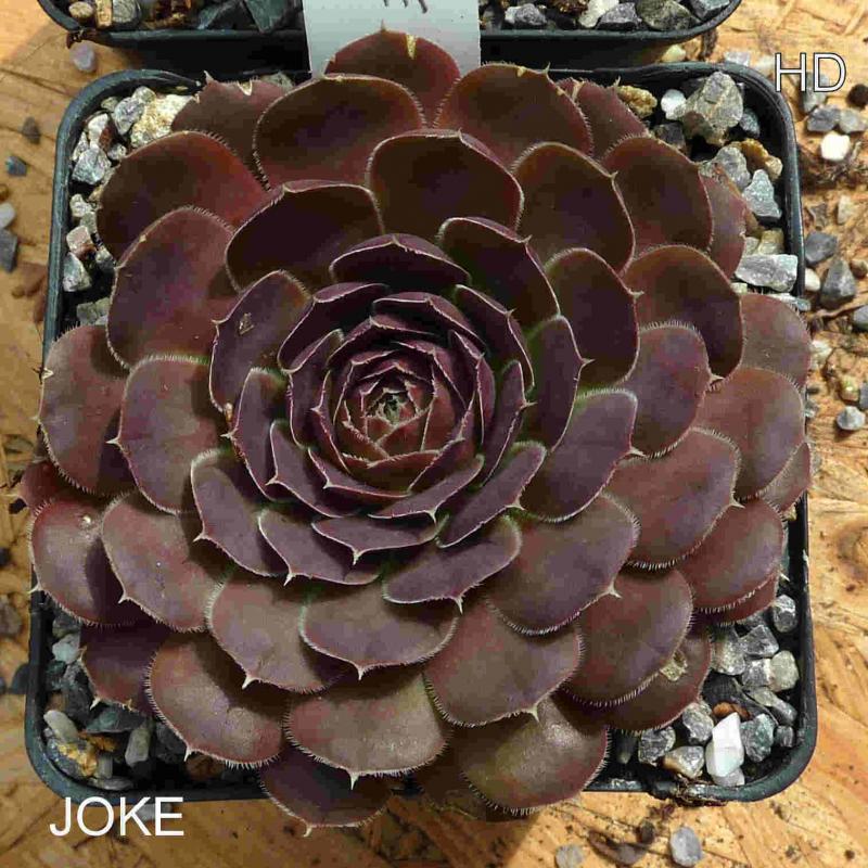 Joke / Jovi