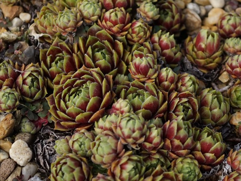 Jubelruf