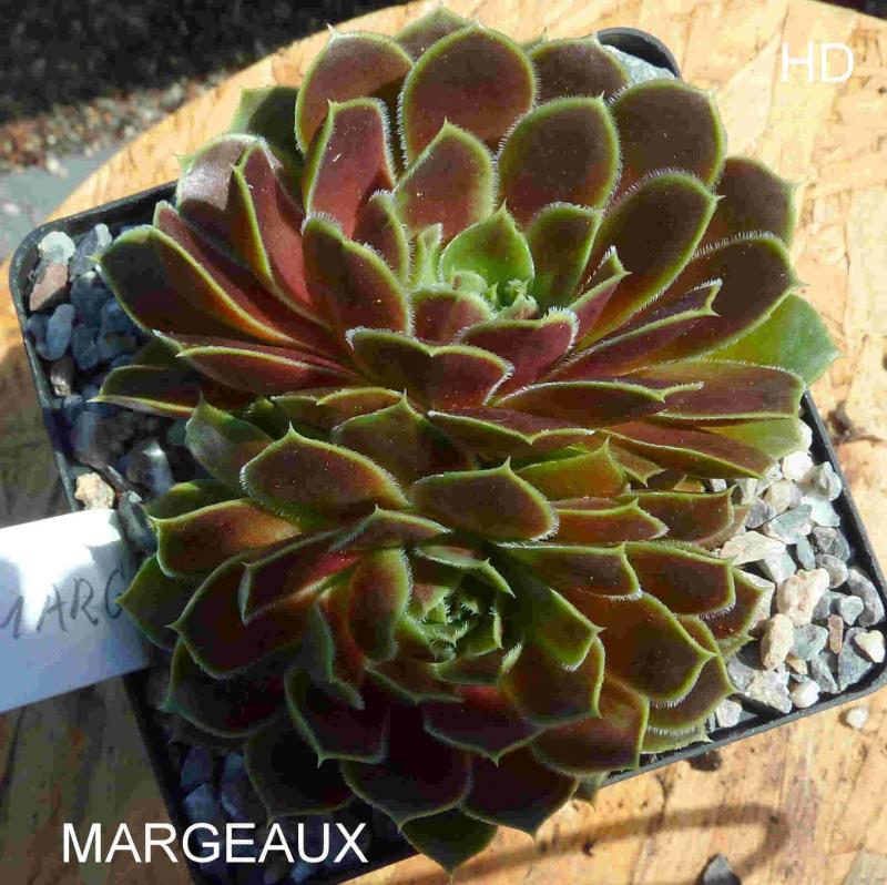 Margeaux / Jovi