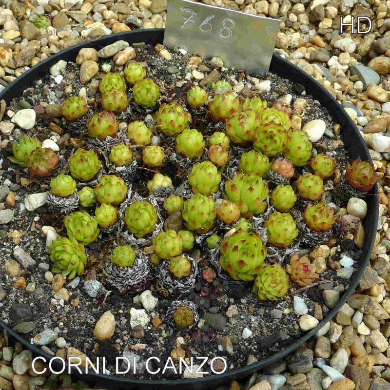 Corni di Canzo