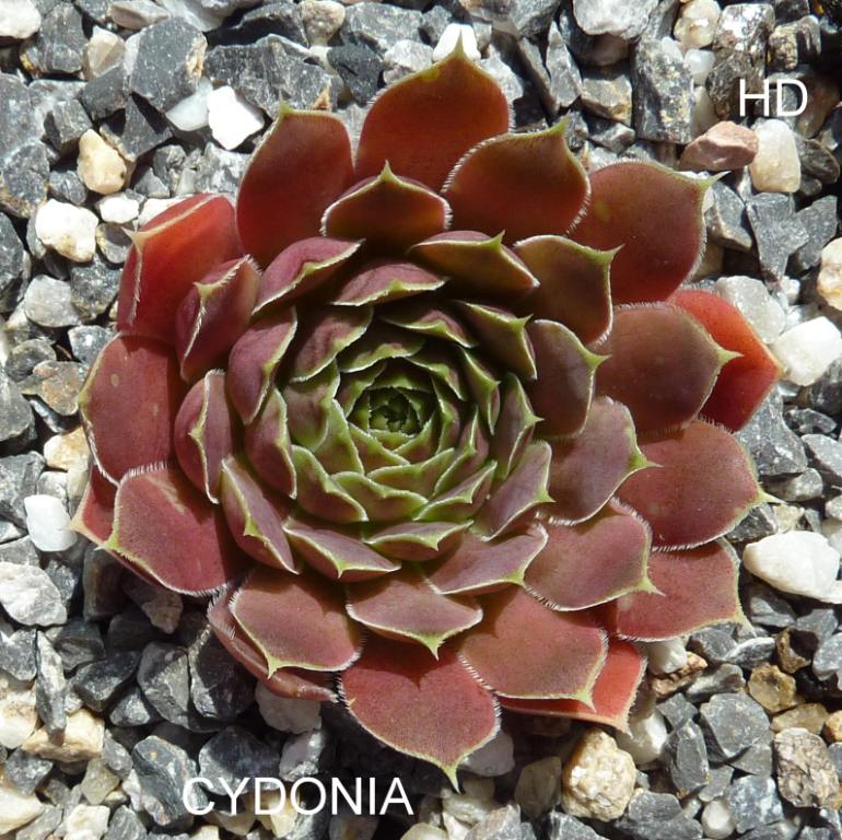 Cydonia / Jovi