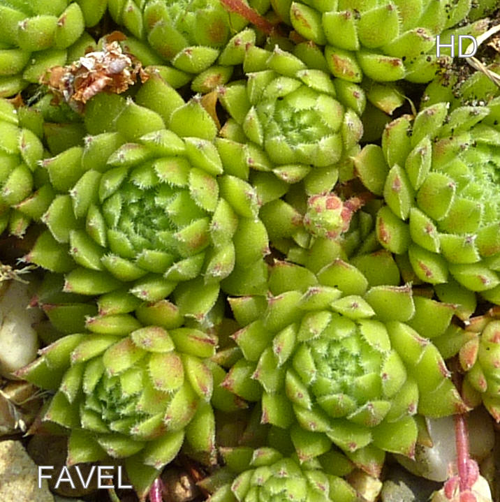 Favel