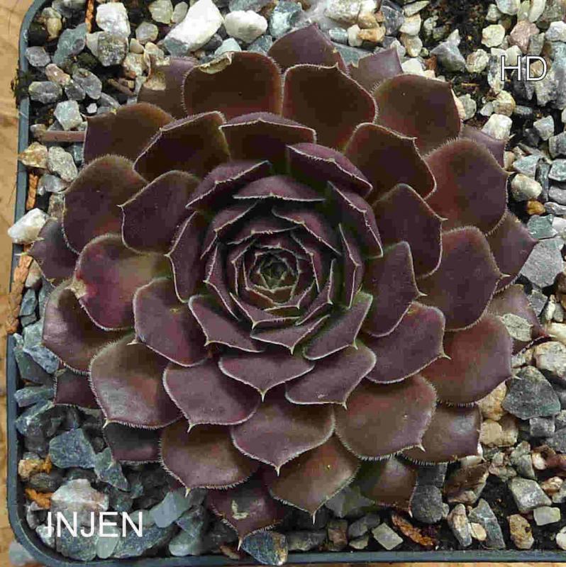 Injen / Jovi