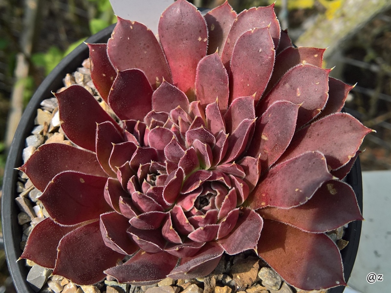Injen / Jovi