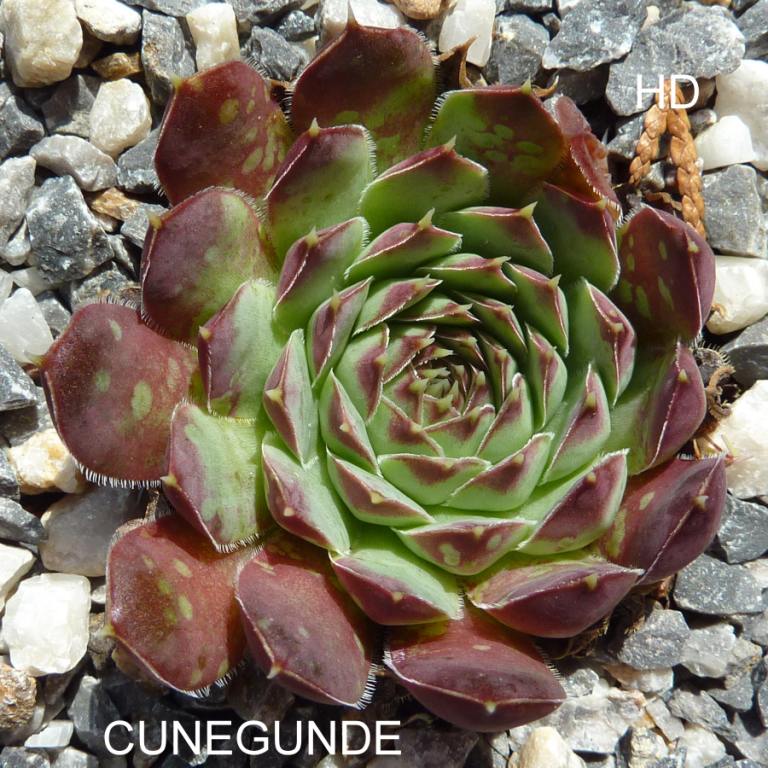 Cunegunde / Jovi
