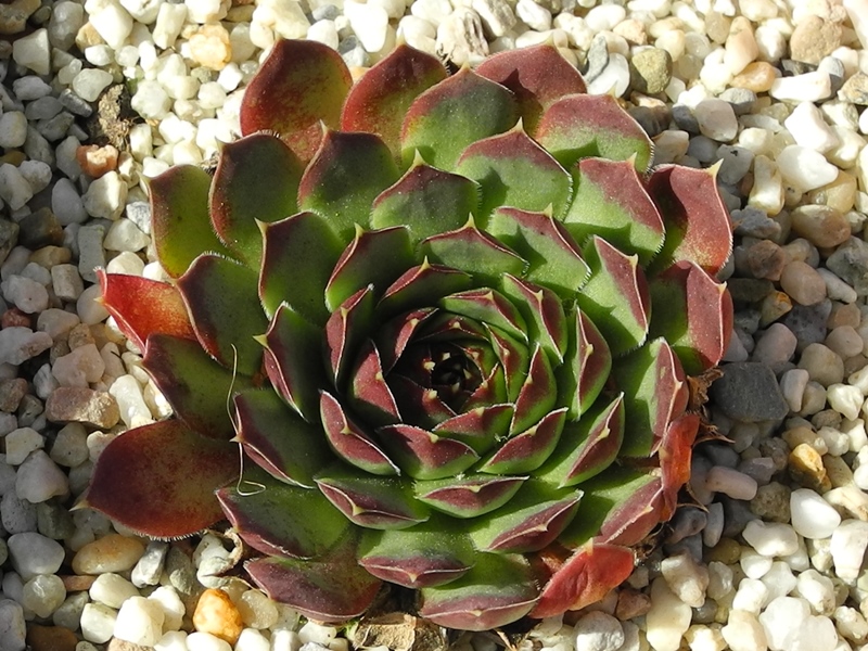 Cunegunde / Jovi
