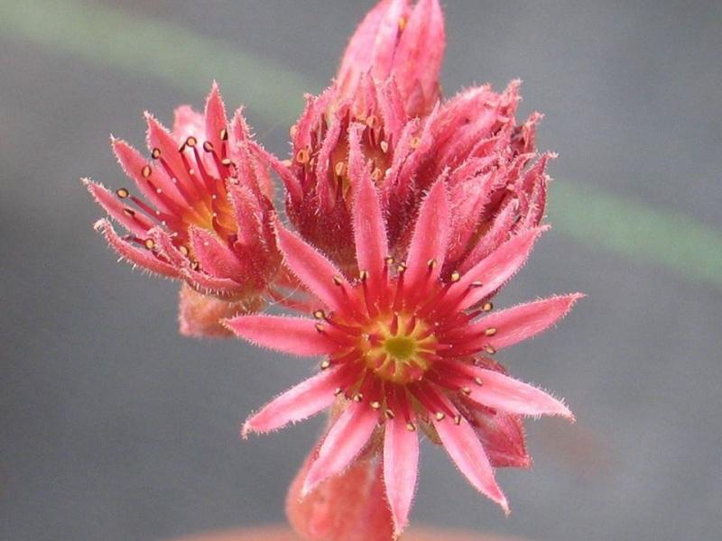 Corni di Canzo