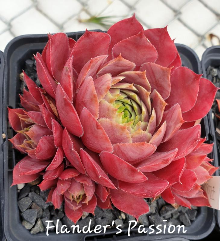 Flander's Passion