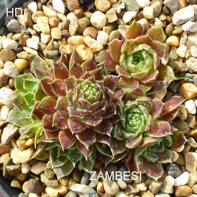 Zambesi / Jovi