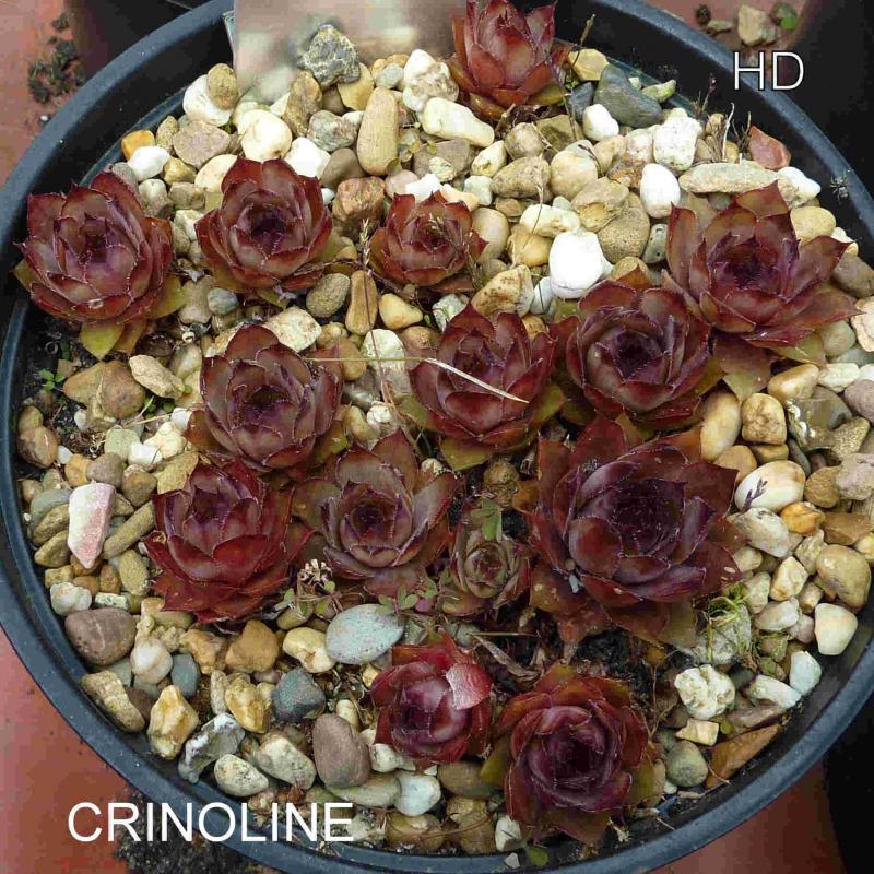 Crinoline