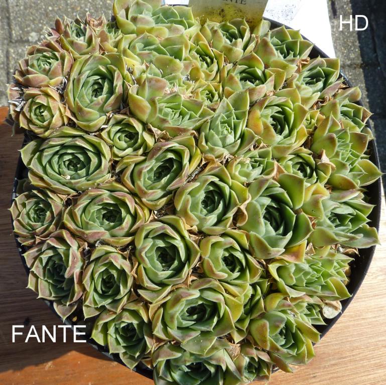 Fante / Jovi