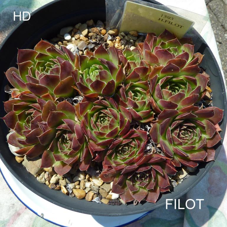 Filot / Jovi