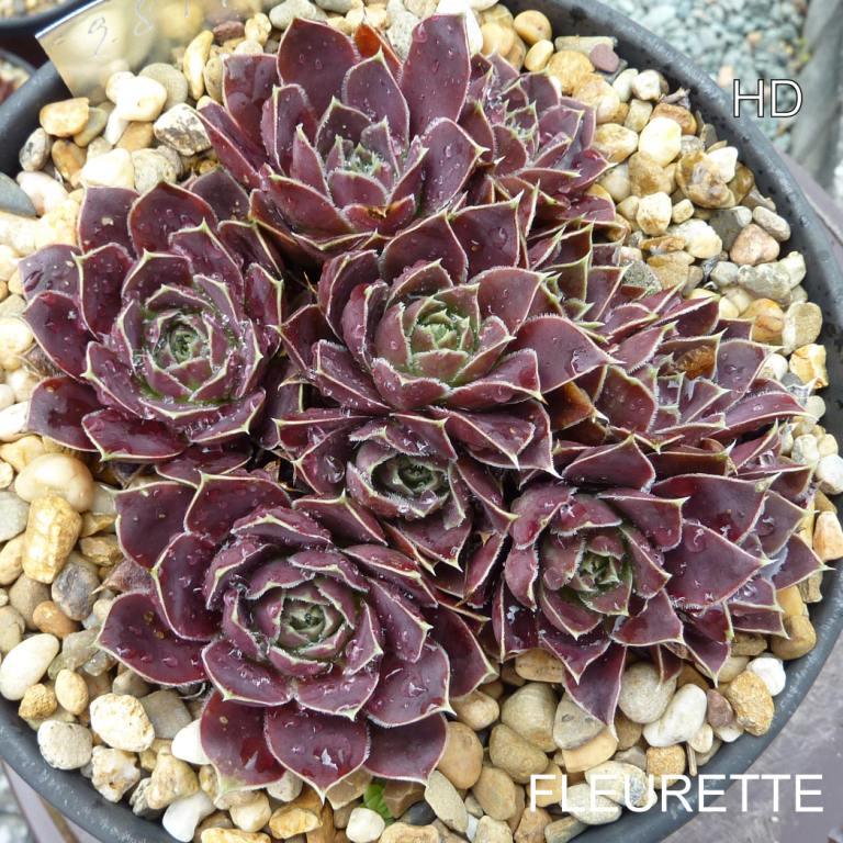 Fleurette / Jovi