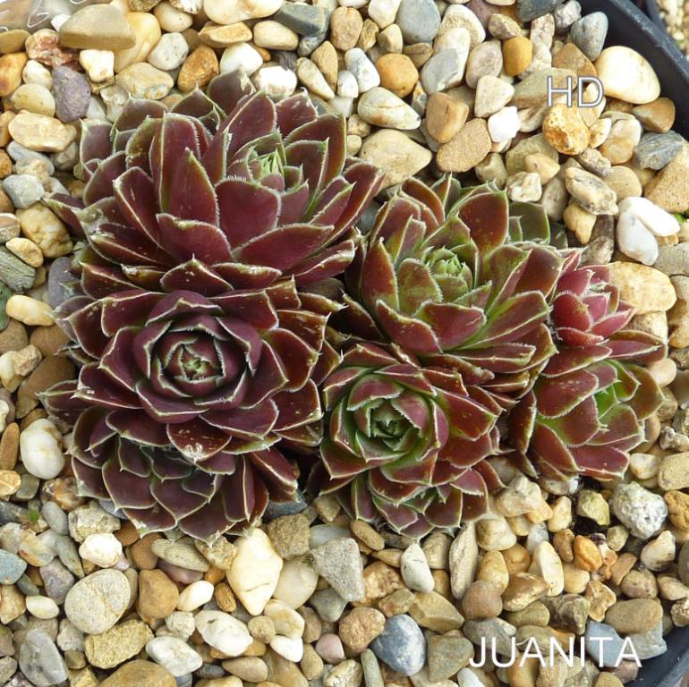 Juanita / Jovi