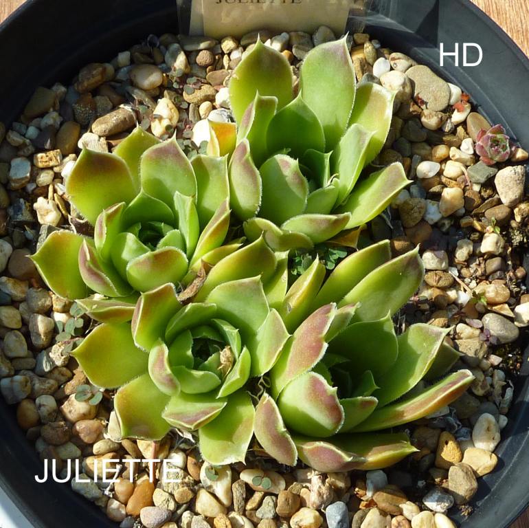 Juliette / Jovi