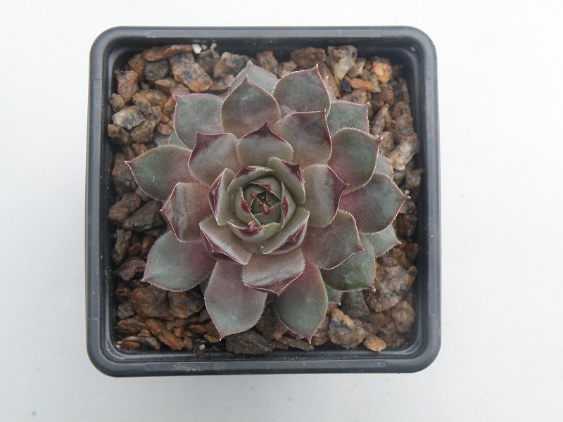 Firgrove Silver